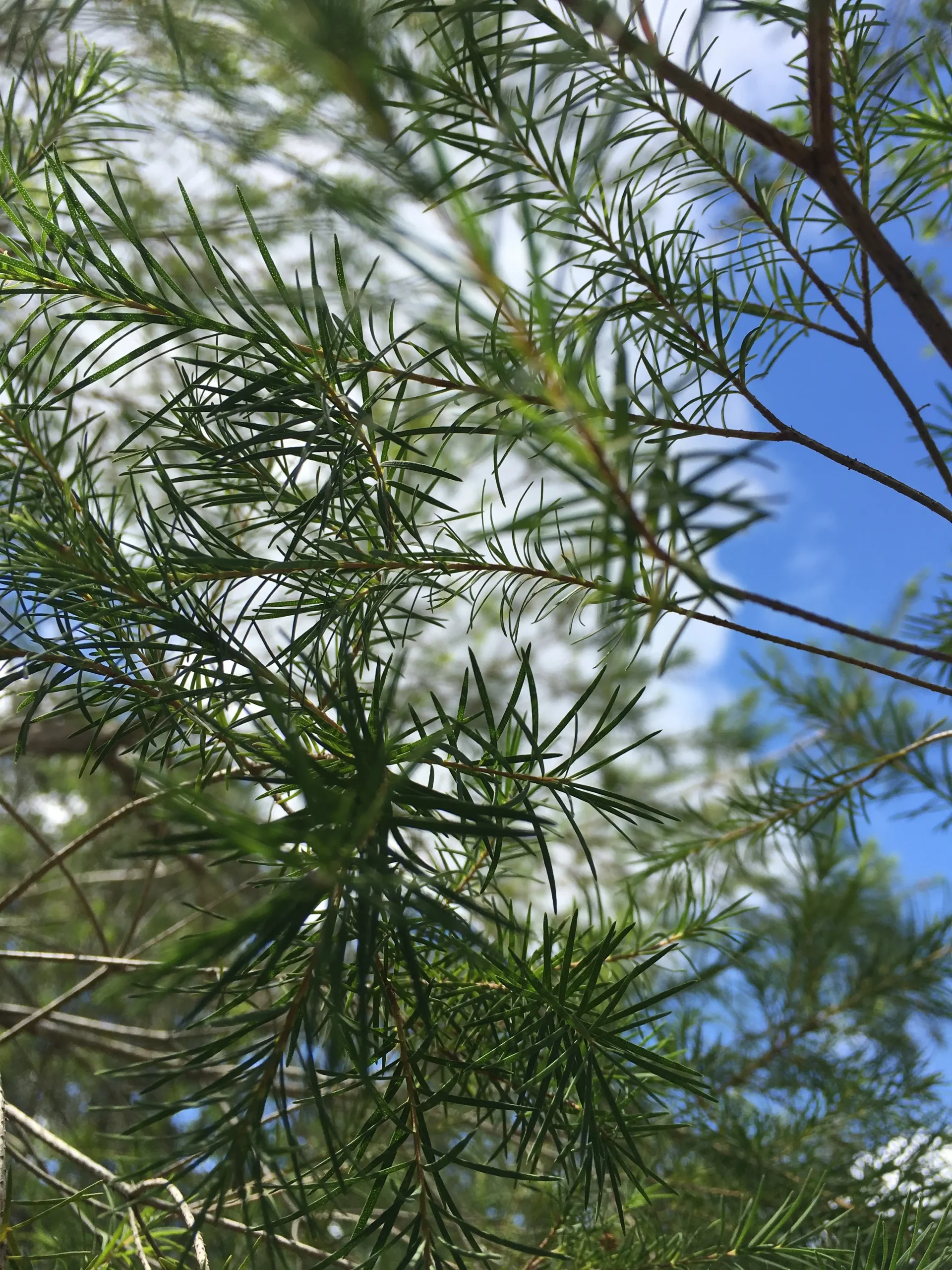 a good substitute for tea tree essential oil